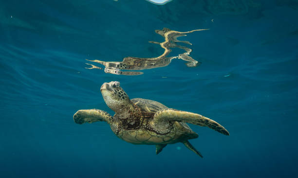 istock Green sea turtle in Hawaii 1217285575