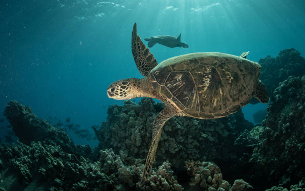 istock Green sea turtle in Hawaii 1217285599