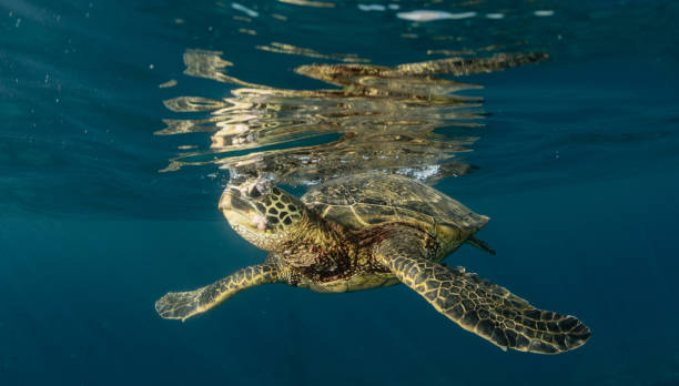 istock Green sea turtle in Hawaii 1217285645