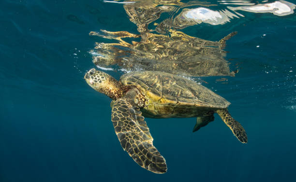 istock Green sea turtle in Hawaii 1217285651