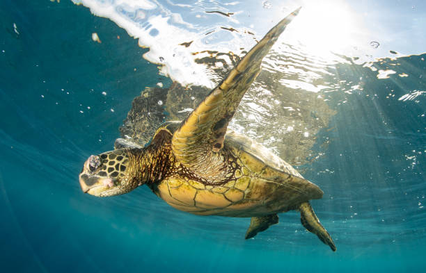 istock Green sea turtle in Hawaii 1217285676