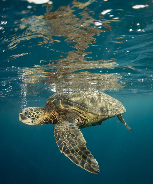 istock Green sea turtle in Hawaii 1217285707