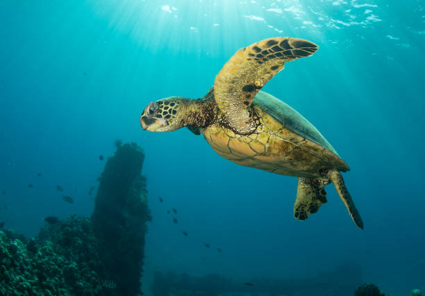 istock Green sea turtle in Hawaii 1217286253