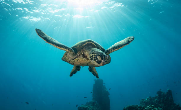 istock Green sea turtle in Hawaii 1217286338