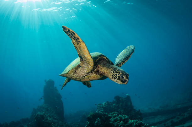 istock Green sea turtle in Hawaii 1217286377