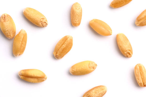 istock Seed of Wheat grain on white 1217290073