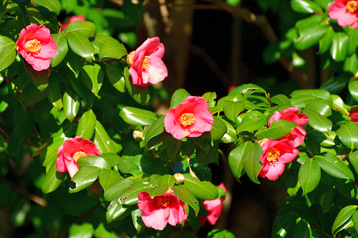 Camellia japonica, commonly called Japanese camellia, is an evergreen shrub that typically grows to 2-4m tall with glossy, dark green leaves. It is native to Japan and China. Species plants have single flowers, but there are also cultivars with semi-double or double flowers. Each single flower has 5-8 petals. Flower colors are most commonly white, pink or red with yellow anthers.