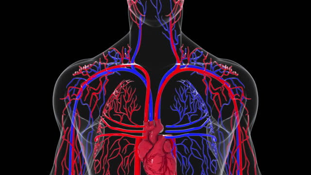 5,748 Blood Flow Stock Videos and Royalty-Free Footage - iStock | Circulatory  system, Blood cells, Arteries