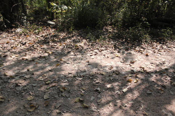 istock non asphalt walkway in the nature forest 1217292037