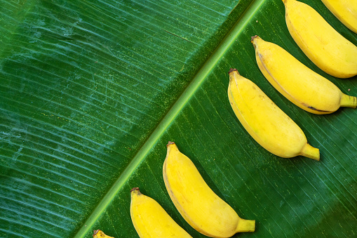 Flat lay layout of yellow bananas on a green banana leaf. Eco food.