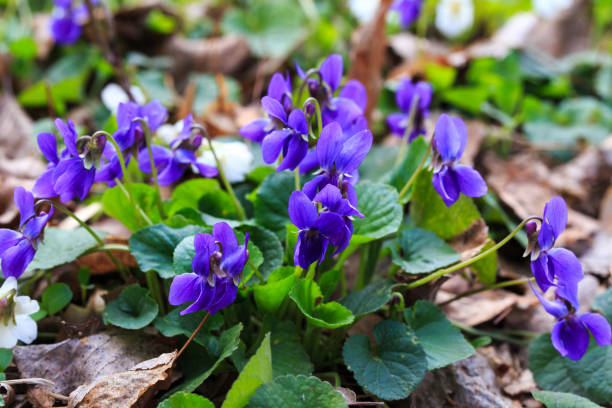 istock Spring flowers. Violet violets flowers bloom in the spring forest. Viola odorata. Beautiful banner of natural 1217294163