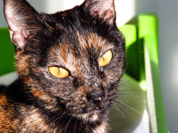 istock Tortoiseshell cat with yellow eyes 1217295426