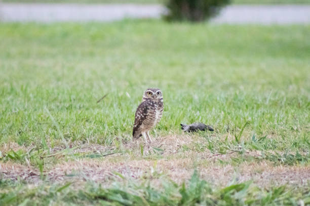 istock Burrowing owl (Athene cunicularia/Speotyto cunicularia) on the lawn 1217295496