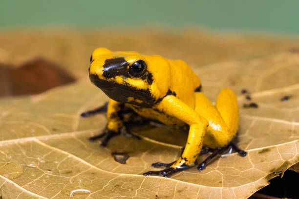 istock Golden poison frog 1217296155