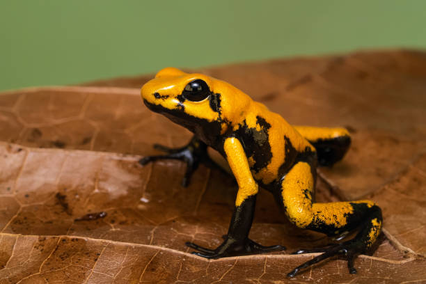 istock Golden poison frog 1217296236