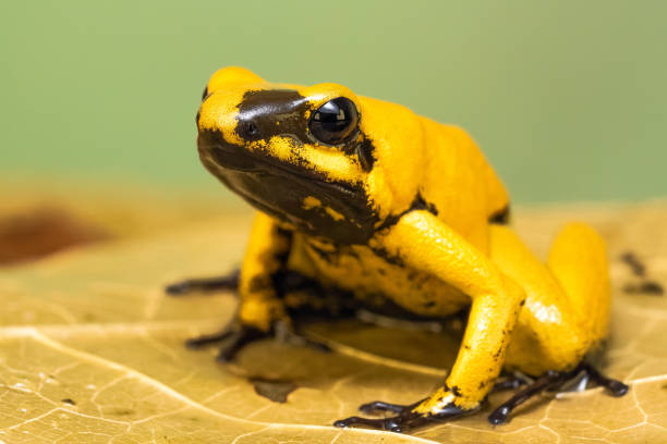 istock Golden poison frog 1217296240