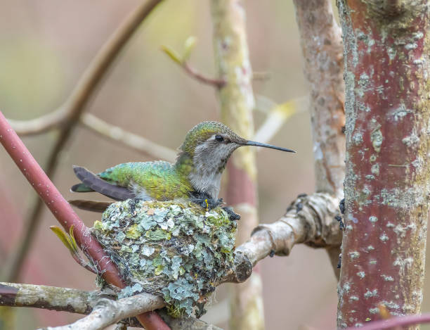 istock Female hummingbird hatching on the nest 1217296255
