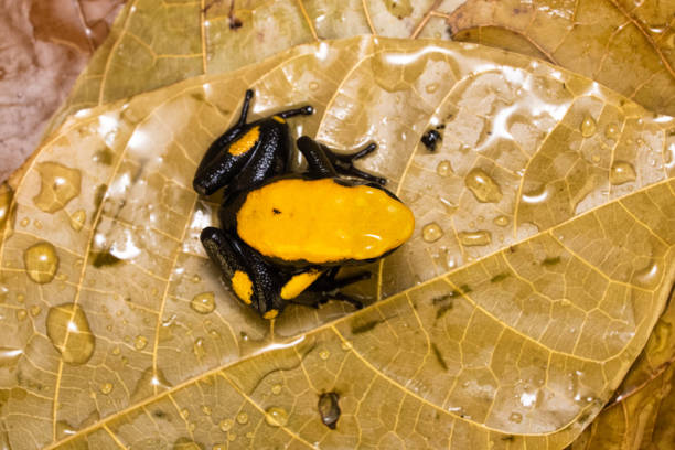 złota żaba trucizna - golden frog zdjęcia i obrazy z banku zdjęć