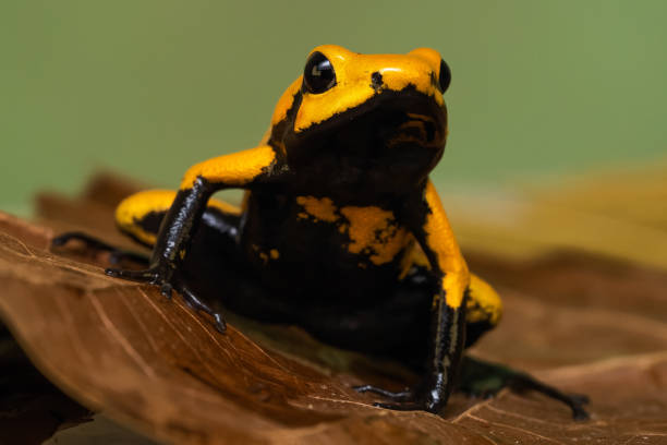 istock Golden poison frog 1217296506
