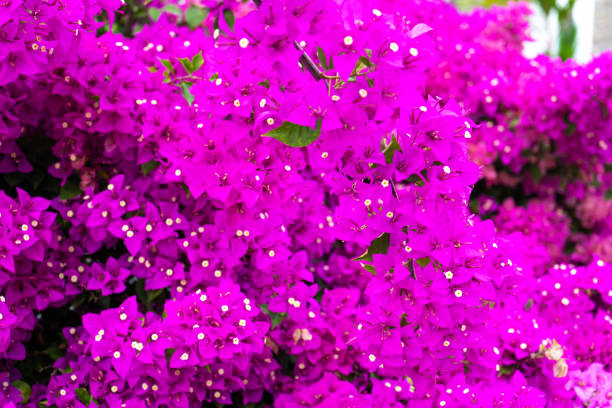 istock Violet bougainvillea flower. Bright saturated color a. 1217296652