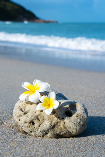 Plumeria in foreground of beach