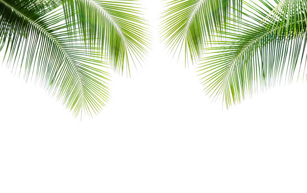 istock Coconut palm leaf isolated on white background 1217296957