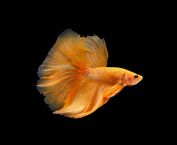 super laranja meia lua siamês lutando peixes isolados em fundo preto - siamese fighting fish fish pets underwater - fotografias e filmes do acervo