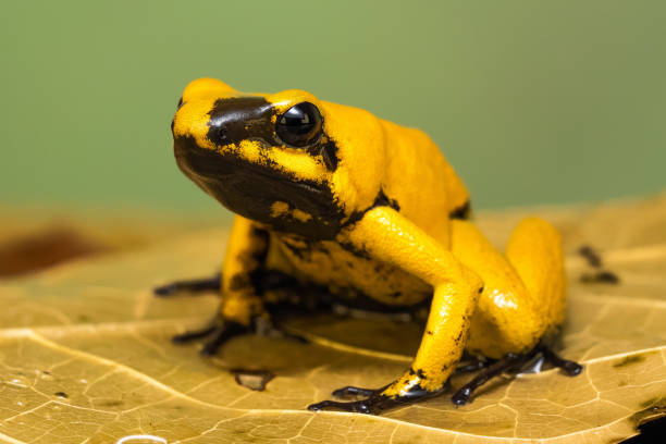 istock Golden poison frog 1217297881