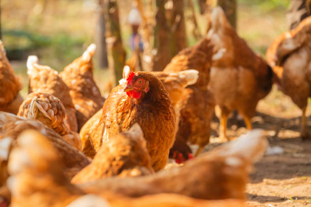 istock Chickens on a farm raised naturally Organic in Thailand 1217297912