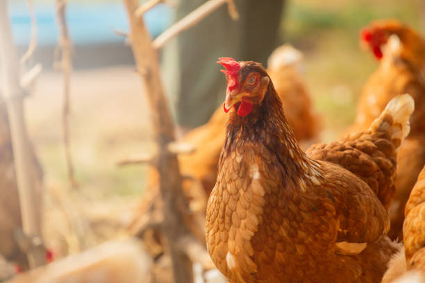 istock Chickens on a farm raised naturally Organic in Thailand 1217297929