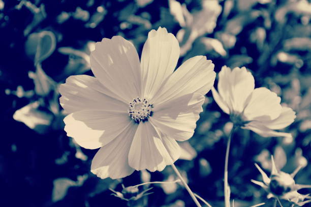 istock Cosmos Flower in Duotone Colour Scheme 1217298665