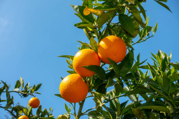 arancio contro il cielo blu - agriculture branch cut flowers citrus fruit foto e immagini stock