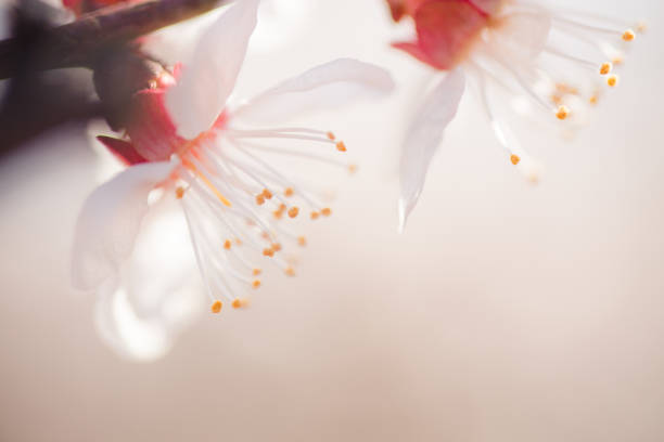 istock Blooming pink apricot flowers on tree branch 1217300918