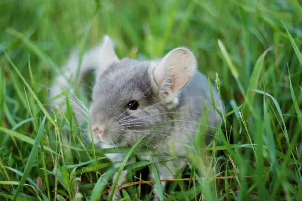 Little gray chinchilla walks on the street on green grass