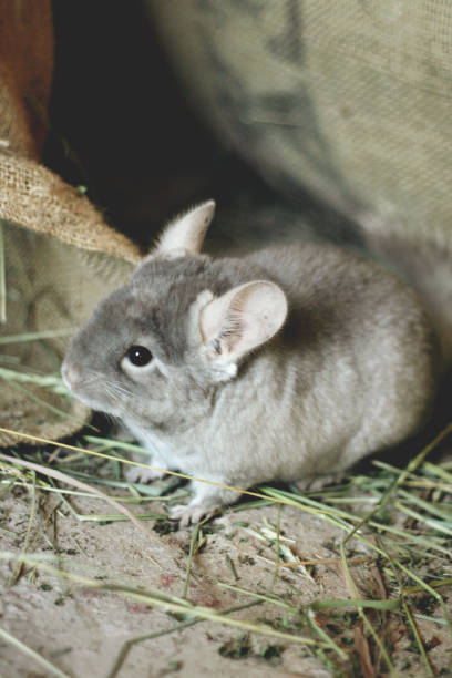 kleine graue chinchilla geht auf der straße auf grünem gras. - mouse rodent animal field mouse stock-fotos und bilder