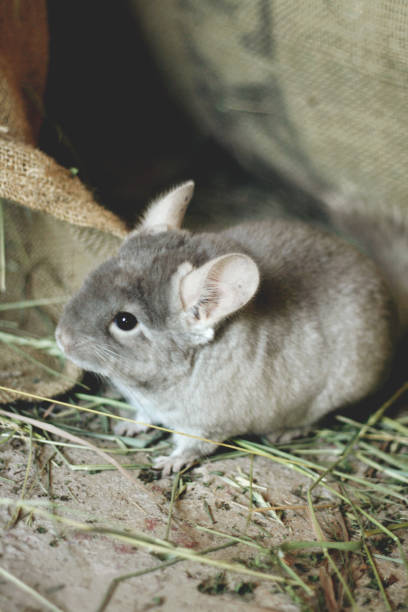 mała szara szynszyla chodzi po ulicy po zielonej trawie. - mouse rodent animal field mouse zdjęcia i obrazy z banku zdjęć