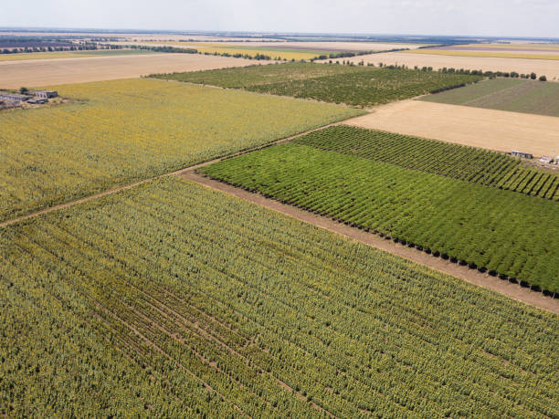 istock Aerial top view from drone to sunflower and wheat fields 1217301206