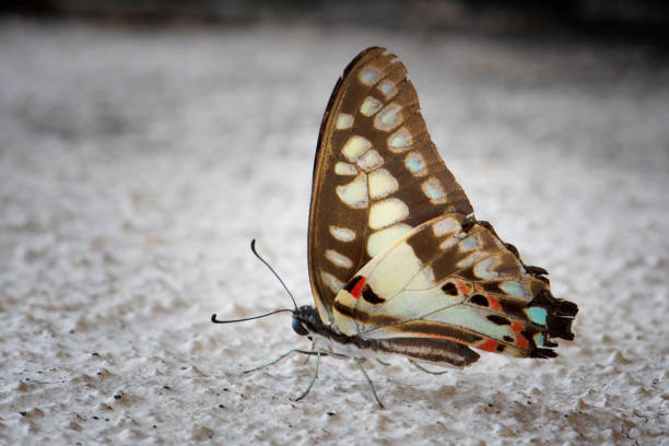Macro Close-up of brown butterfly with red, white, blue spots on wings