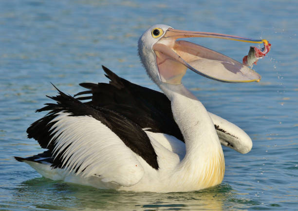 istock Australian Pelican - Pelecanus conspicillatus 1217304622