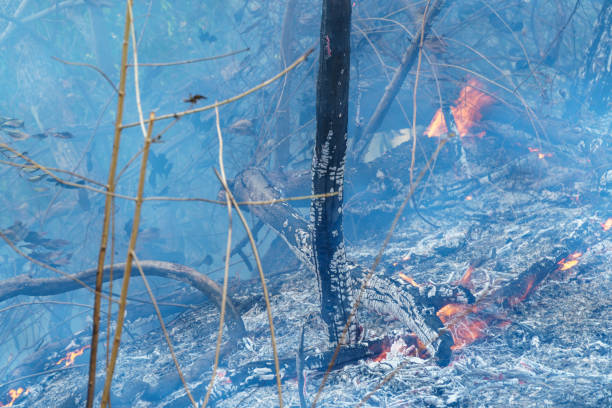 istock After rain forest fire disaster is burning caused by humans 1217304623