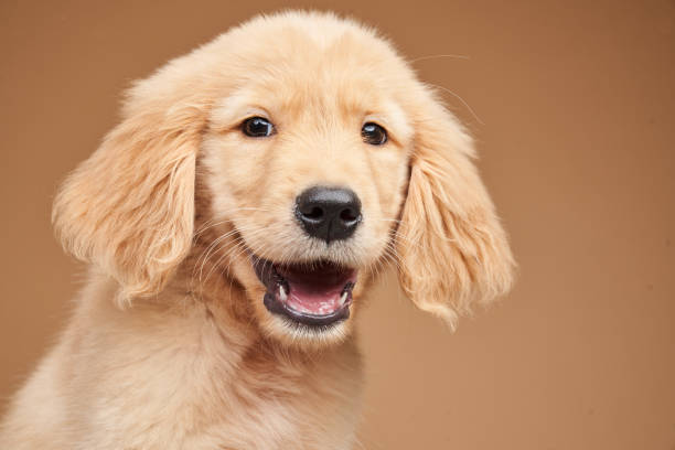 istock Happy smile golden retriever puppy front face with teeth in studio light beige backdrop 1217305629