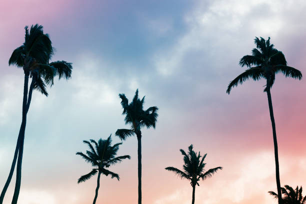 istock Palm trees silhouettes under colorful cloudy sky background 1217306673