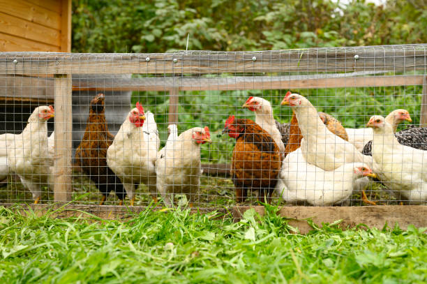 hühner braun und weiß farbe in handgemachten huhn traktor auf gras im freien. familienlandwirtschaft - hühnerstall stock-fotos und bilder