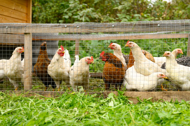 chickens brown and white color in handmade chicken tractor on grass outdoor. family farming - chicken house imagens e fotografias de stock