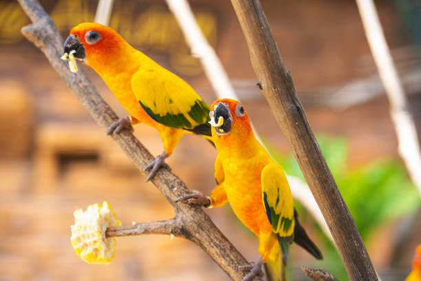 istock Pair of lovebird a bright orange parrots eating corn. Bird watching 1217306888