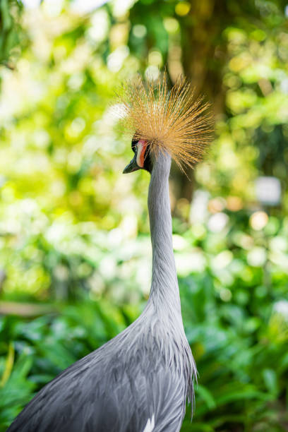 istock Crowned Crane walks along a path in a green park. Bird watching 1217307172