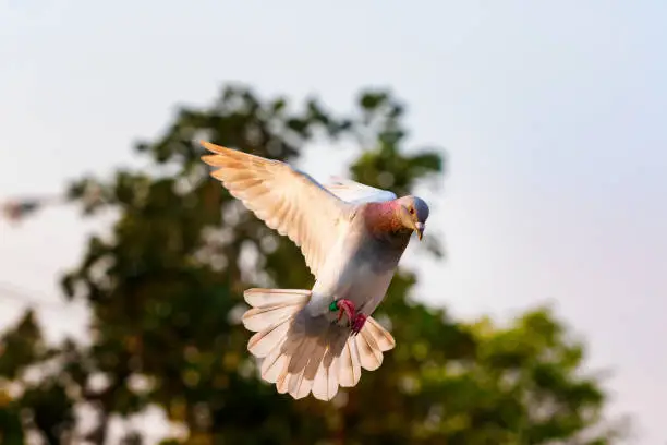 Photo of homing pigeon bird flying mid air