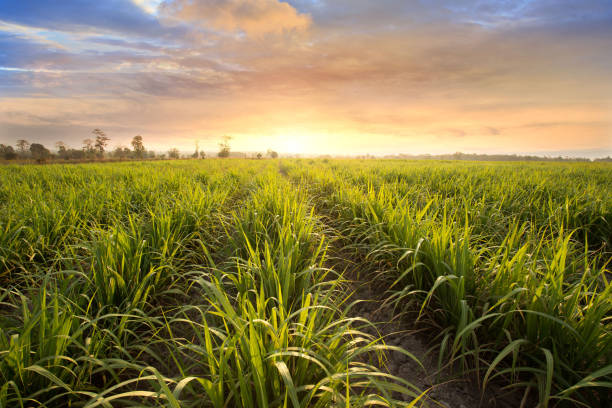 日没時のサトウキビ畑。サトウキビはポアセ科の草です。 - sugar cane ストックフォトと画像