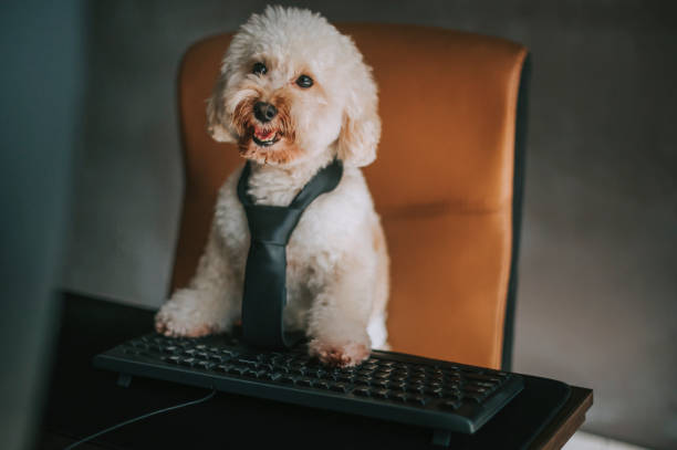 istock a toy poodle working in front of desktop PC and computer keyboard from home 1217310288