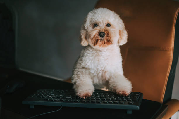 istock a toy poodle working in front of desktop PC and computer keyboard from home 1217310304